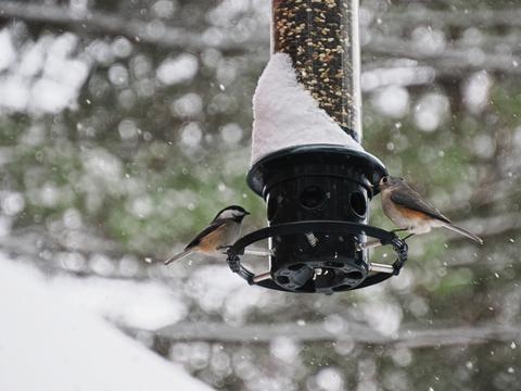 Tufted titmouse & chickadee sharing a meal