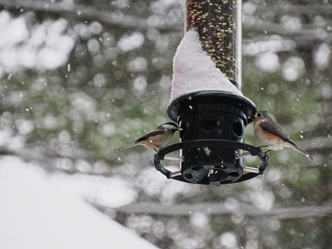 Tufted titmouse & chickadee sharing a meal #2