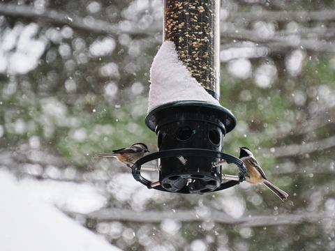 Chickadees at our feeder