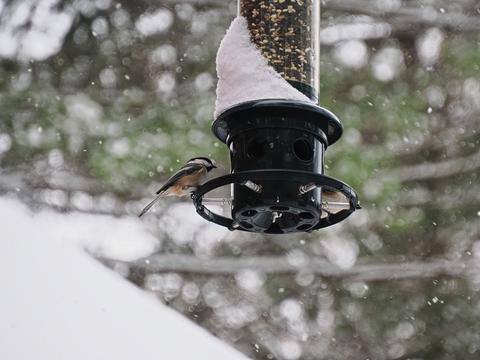 Chickadee at our feeder