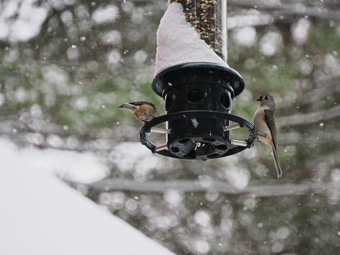 Tufted titmice at our feeder