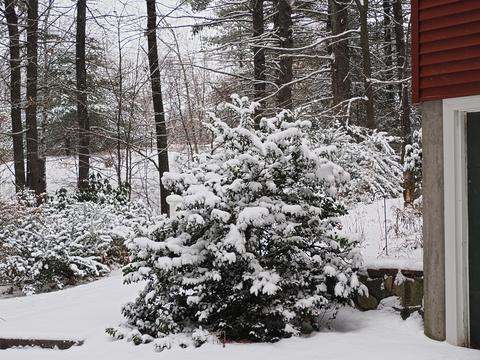 Snow covered bush