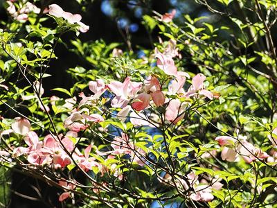 Dogwood