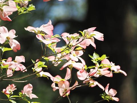 Dogwood #2