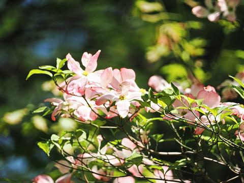 Dogwood #3