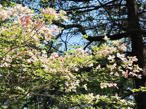 Dogwood #6