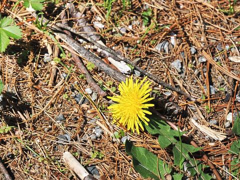 Dandelion