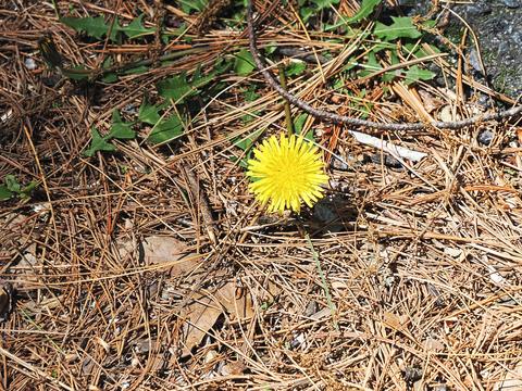 Dandelion #2