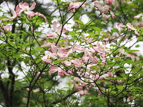 Dogwood #7