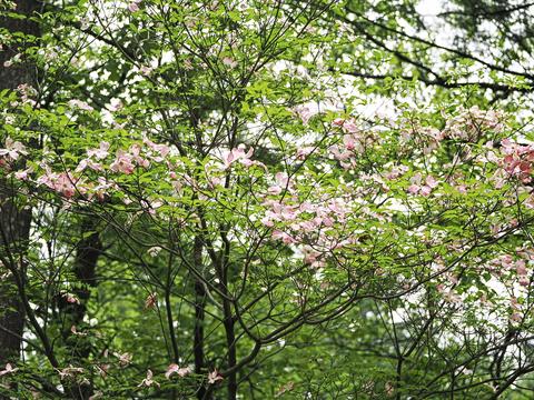 Dogwood #8