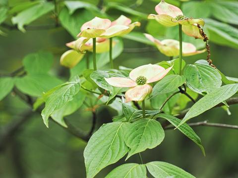 Dogwood #11