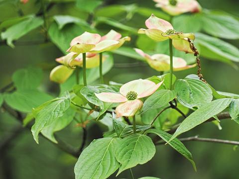 Dogwood #12