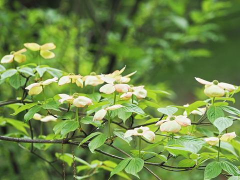 Dogwood #13