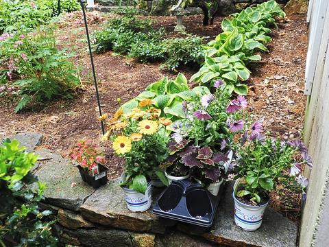 Flowers to be planted