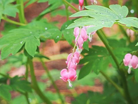 Bleeding hearts