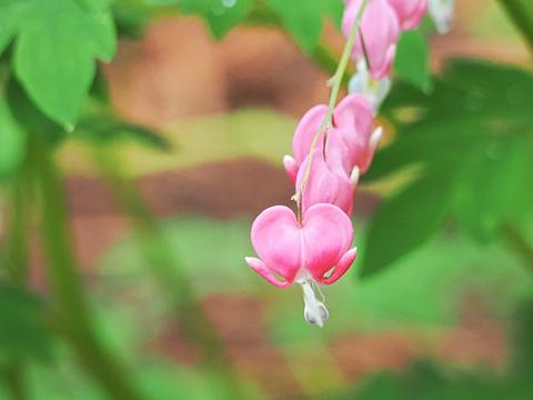 Bleeding hearts #2
