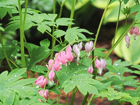 Bleeding hearts #5