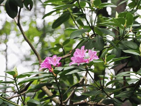 Purple rhododendron