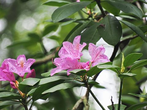 Purple rhododendron #2