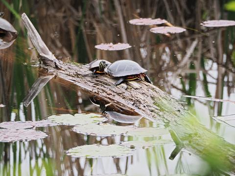 Turtles #2