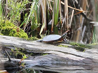Turtle