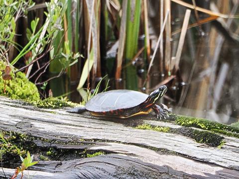 Turtle #2