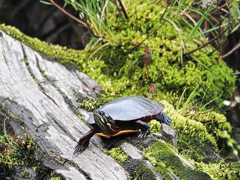 Turtle #3