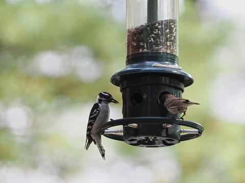 Birds at the feeder