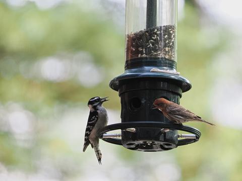 Birds at the feeder #2