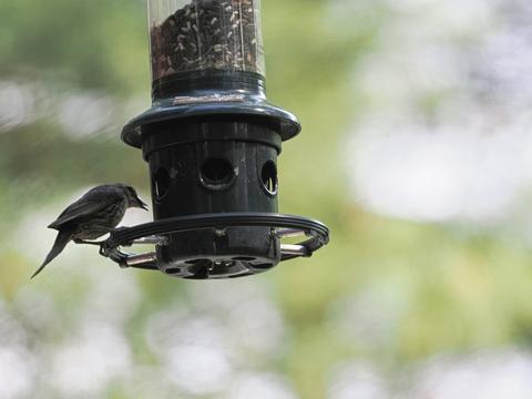 Bird at the feeder #2