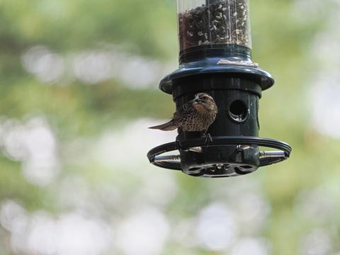 Bird at the feeder #3