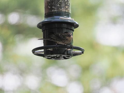 Bird at the feeder #5