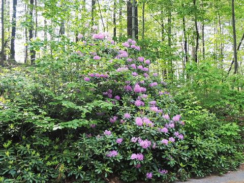 Purple rhododendron #3