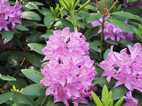 Purple rhododendron #4