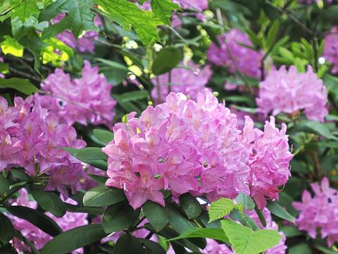 Purple rhododendron #5