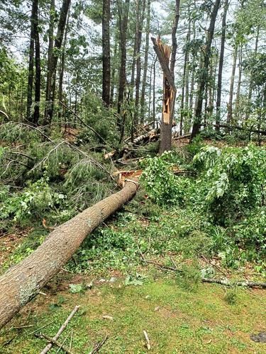 Tree damage