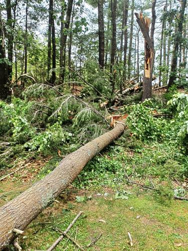 Tree damage #2
