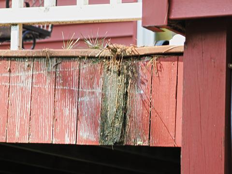 Deck damage #3