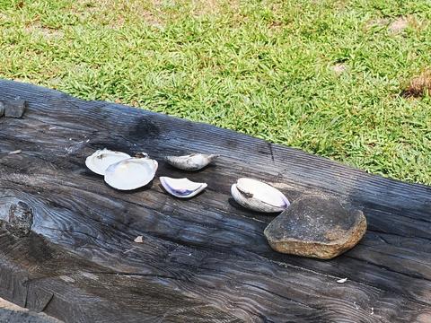 Shells