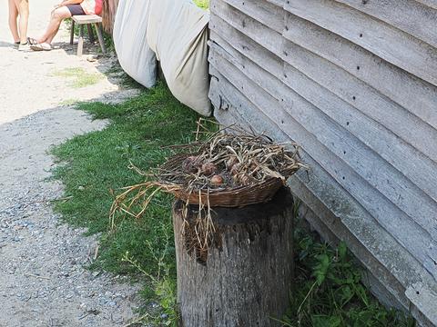 Plants