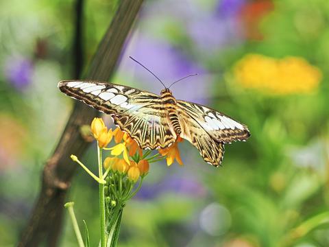 Butterfly #2
