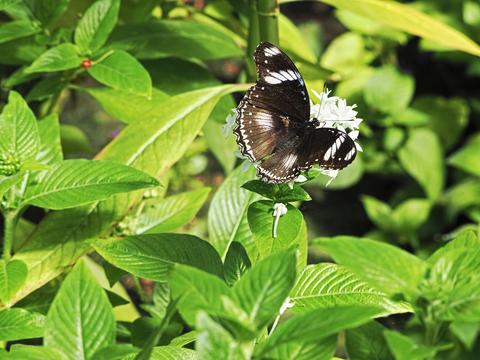 Butterfly #4