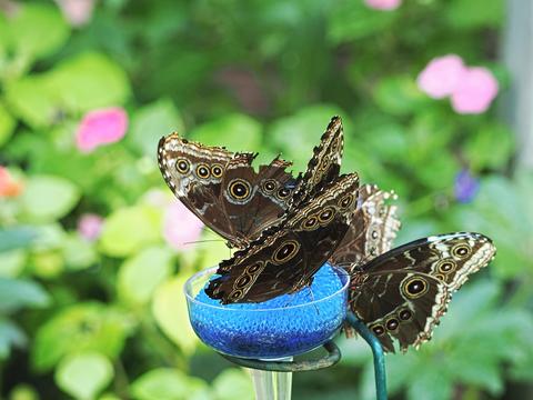Butterflies