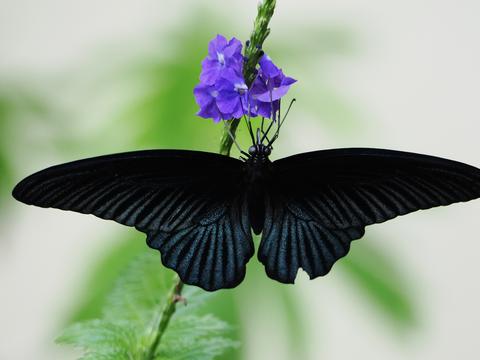 Butterfly #5