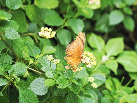 Butterfly #7