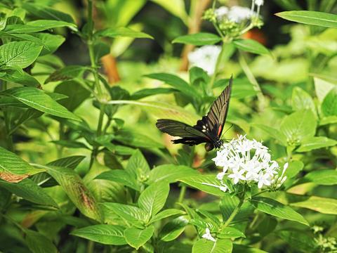 Butterfly #8