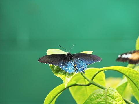 Butterfly #9