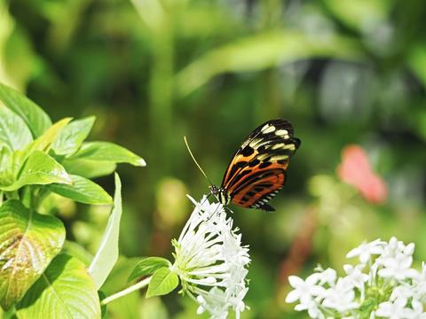 Butterfly #10