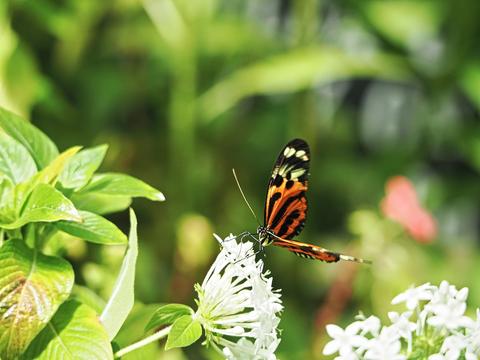 Butterfly #11