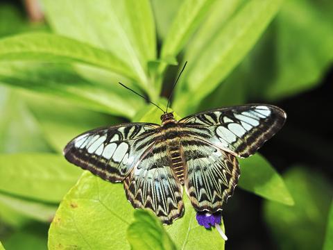 Butterfly #12